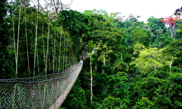 Nyungwe-Forest-National-Park