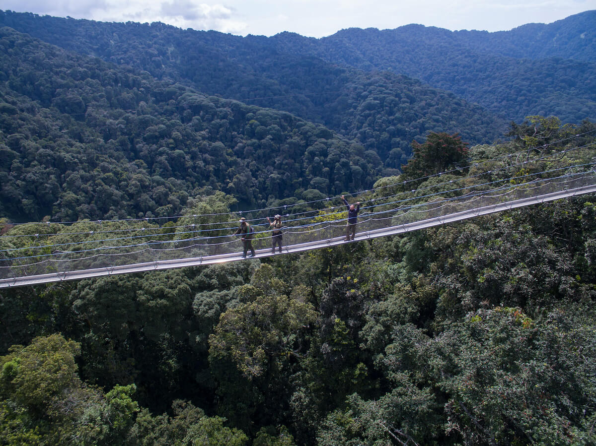 canopy-near-the-Gorilla-Image-1